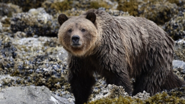 Grizzly on Minstrel Island