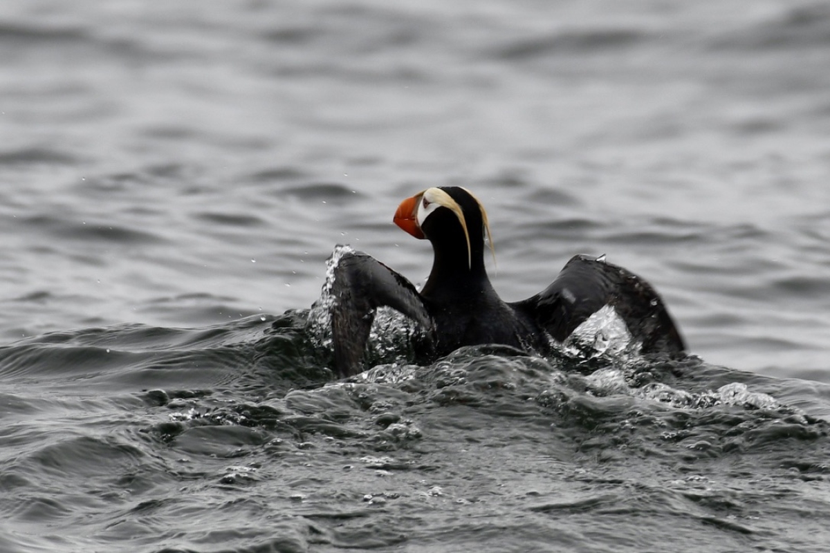 Tuffed Puffin, West Coast, Vancouver Island