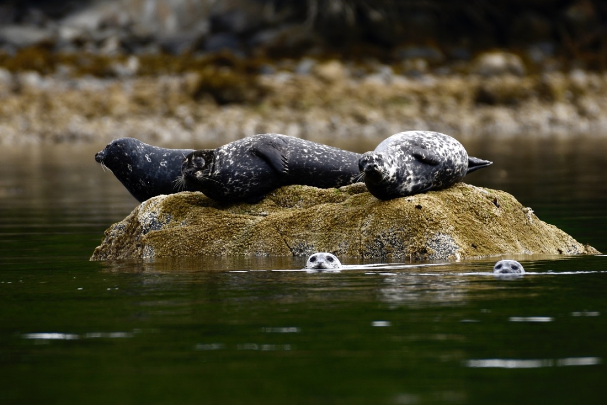 Harbour Seal, Claydon Bay, Broughton Archipelago