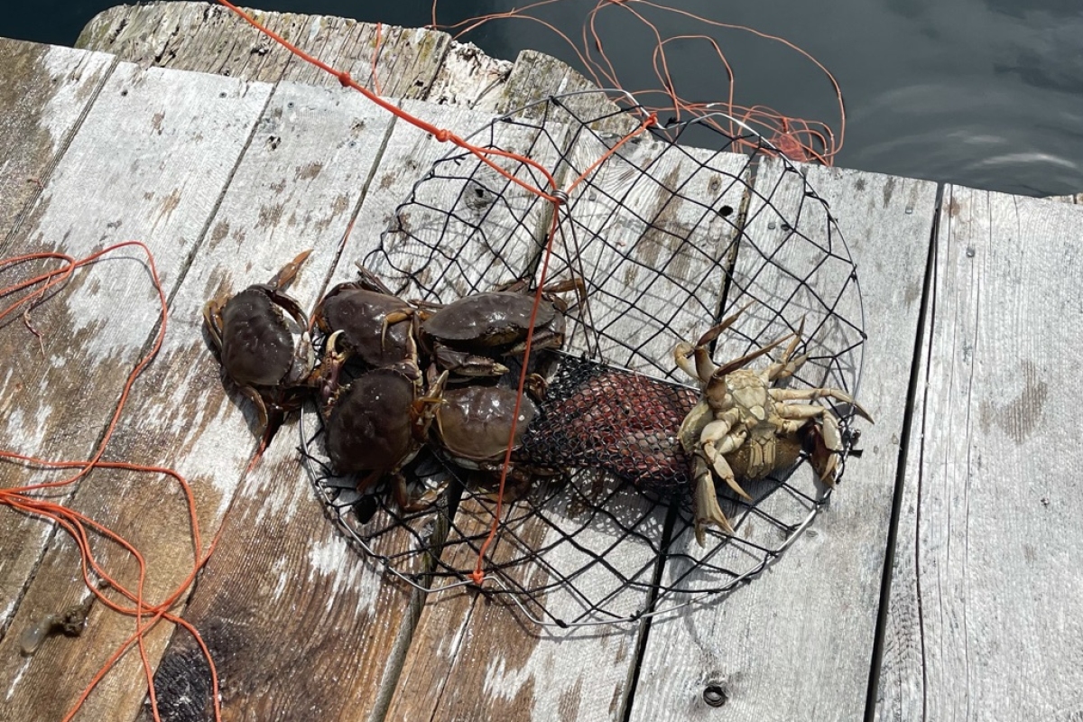 Dungeness Crab, Lagoon Cove, East Cracroft Island