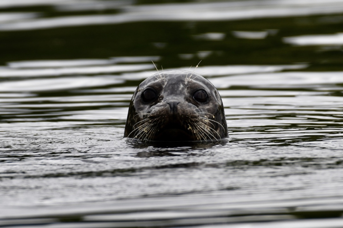 Seal, Broughton Archipelago