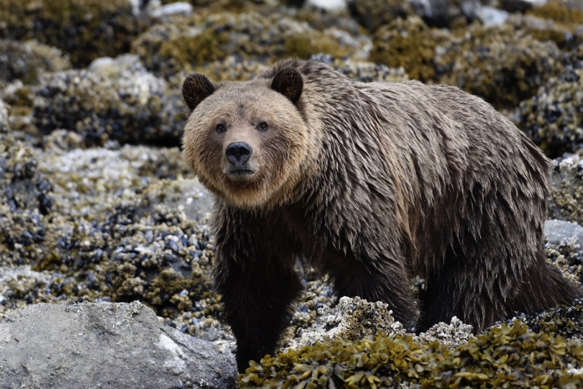 Grizzly on Minstrel Island