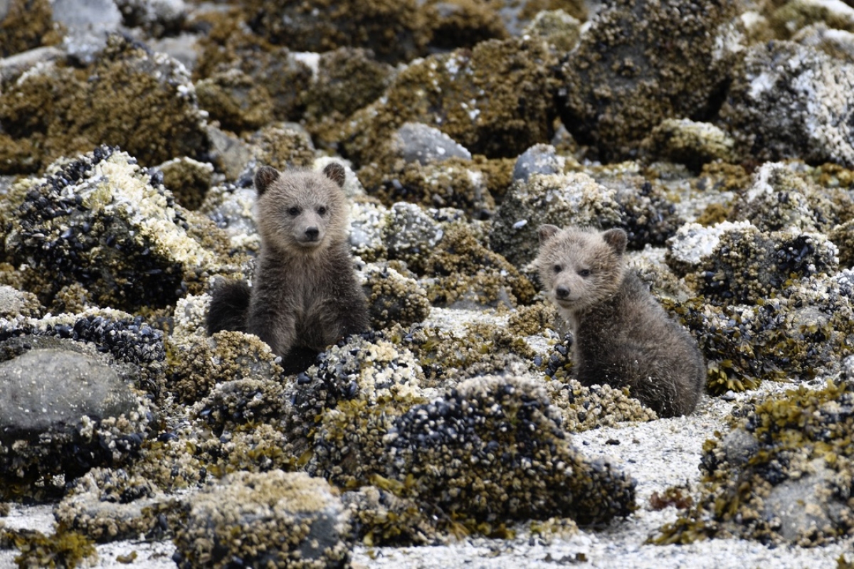 Grizzly Cubs, Minstrel Island