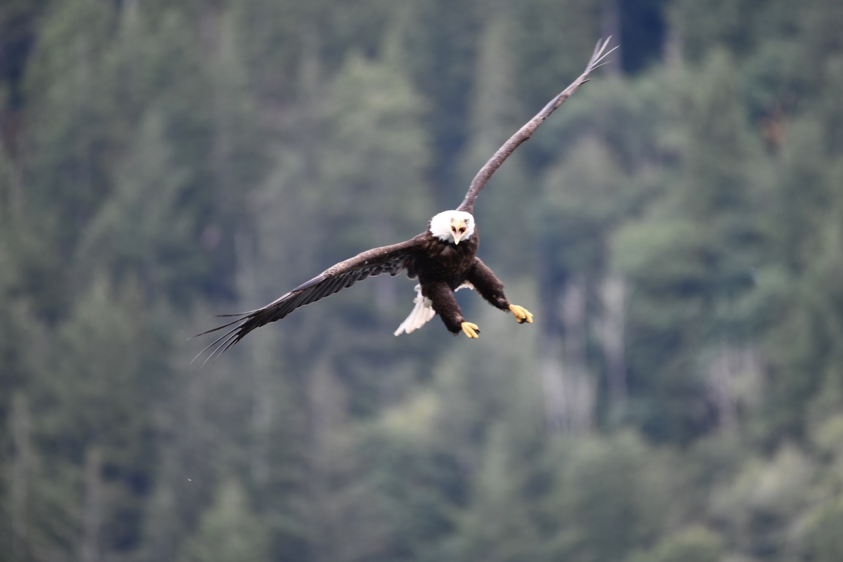 Bald Eagle Approach, Tahsis Inlet