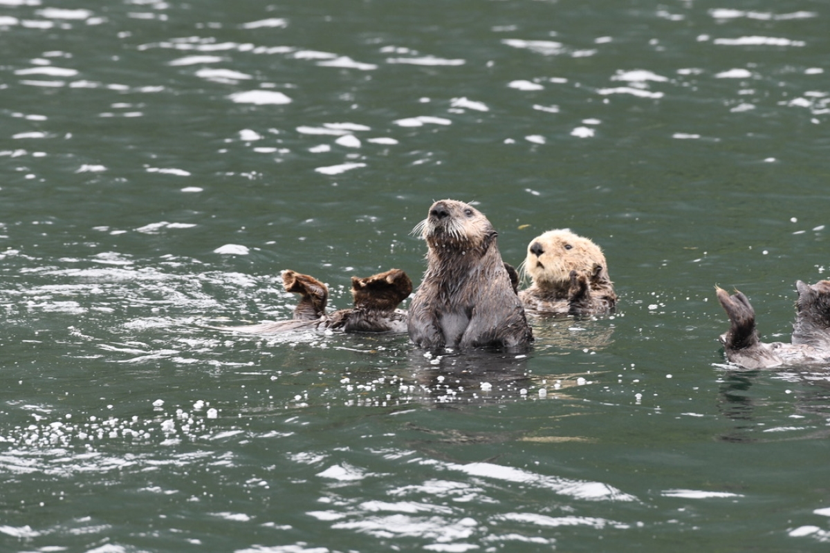 Sea Otter with Baby