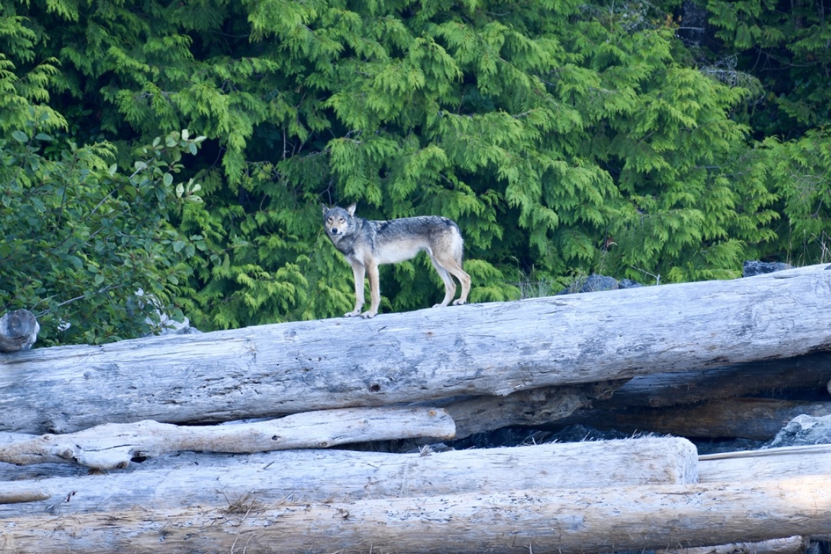 Coastal Wolf, Friendly Cove, Nootka Sound