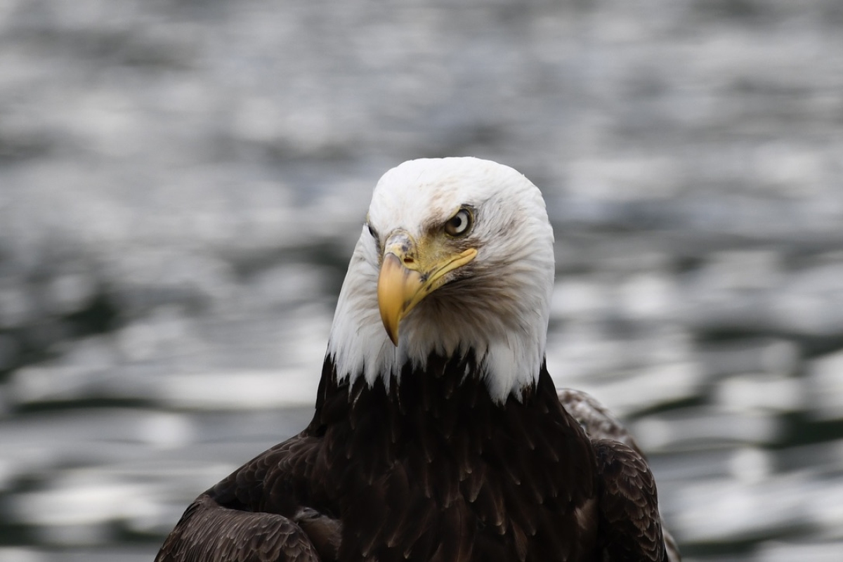 Bald Eagle, Thasis Inlet