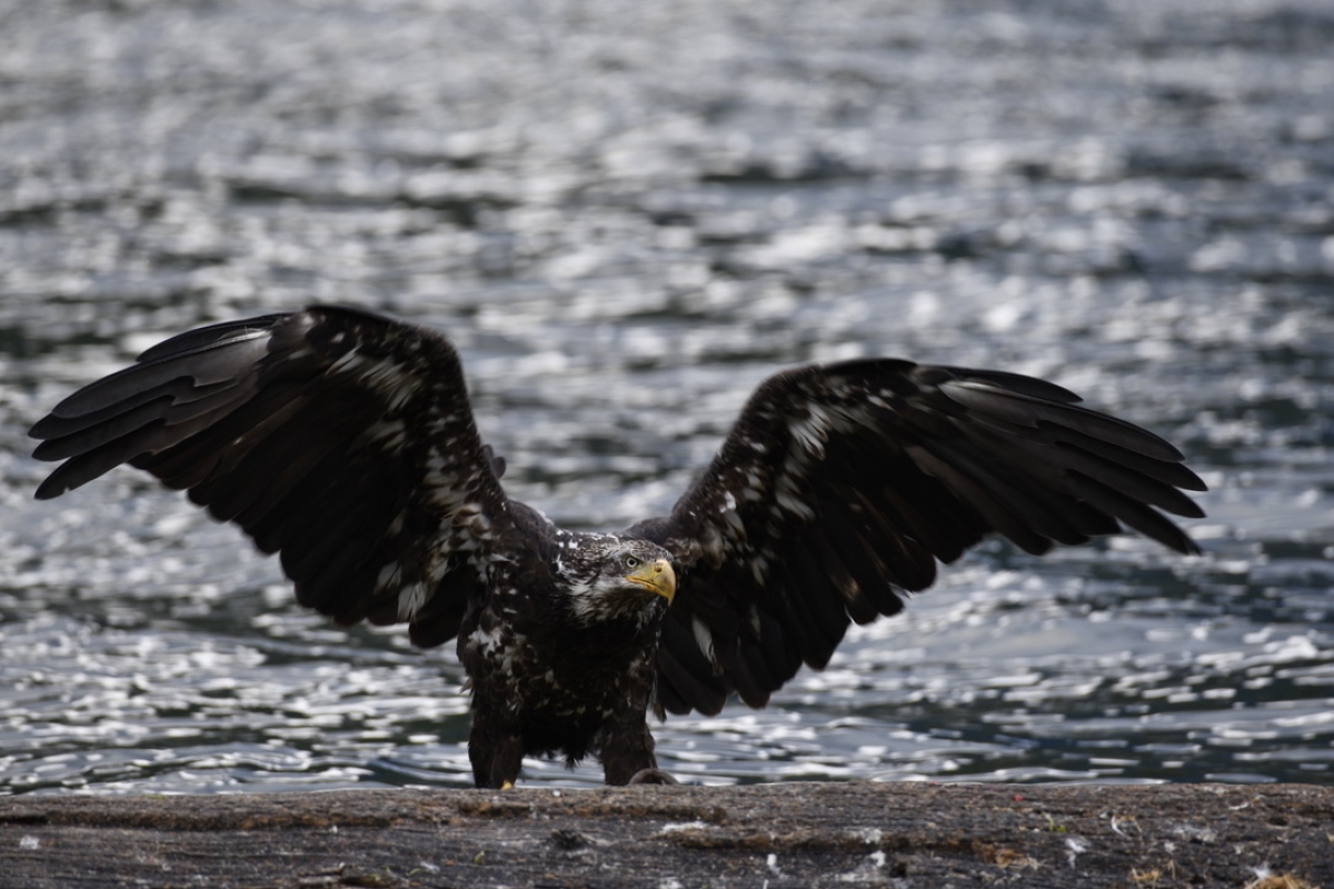 Juvenile Bald Eagle, Tahsis Inlet