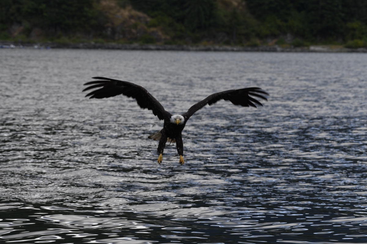 Bald Eagle Approach, Tahsis Inlet