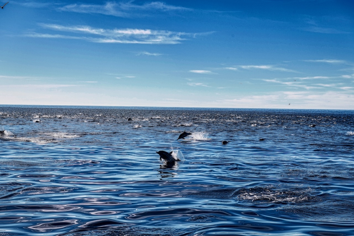 Pot of Dolphins