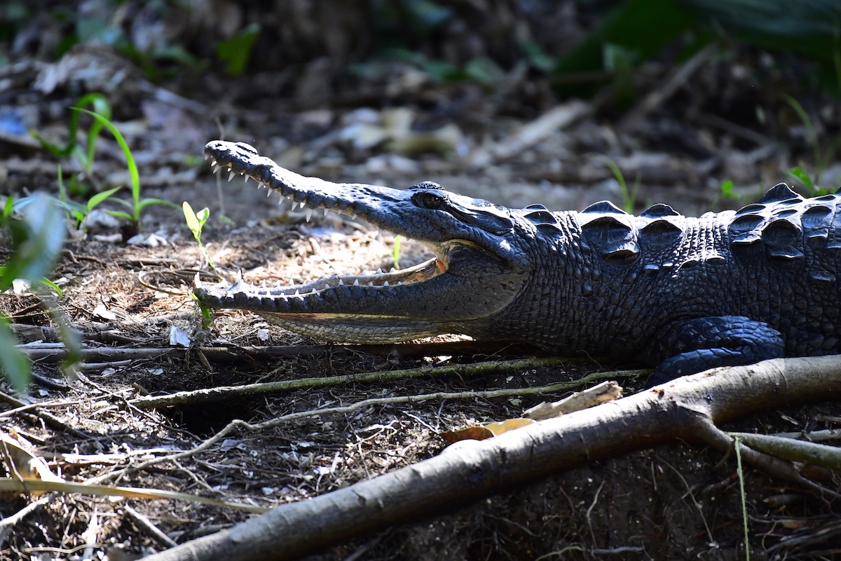 Crocodiles of San Blas