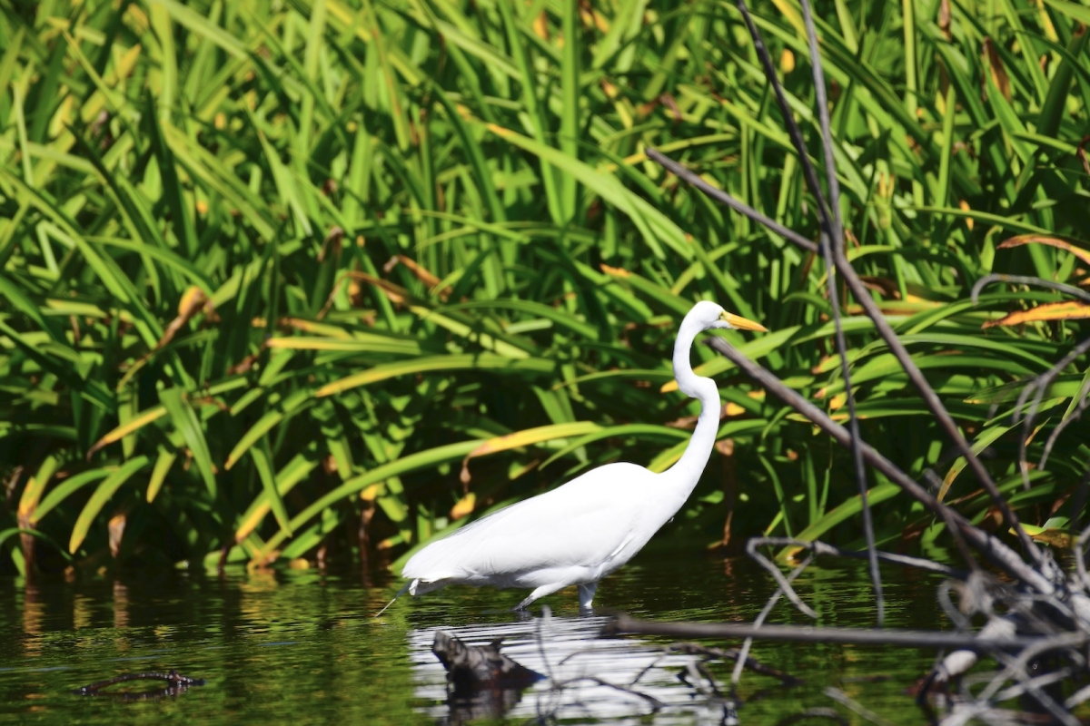 Great Egret