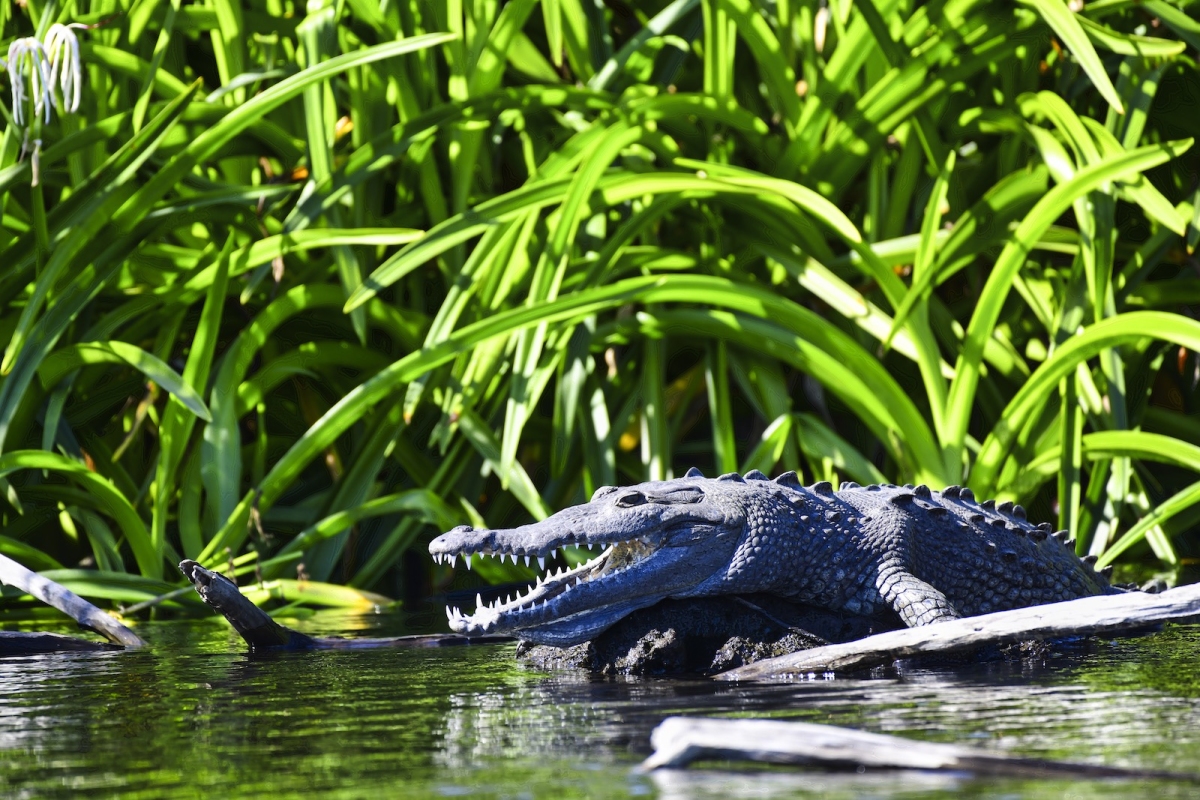 Crocodiles of San Blas