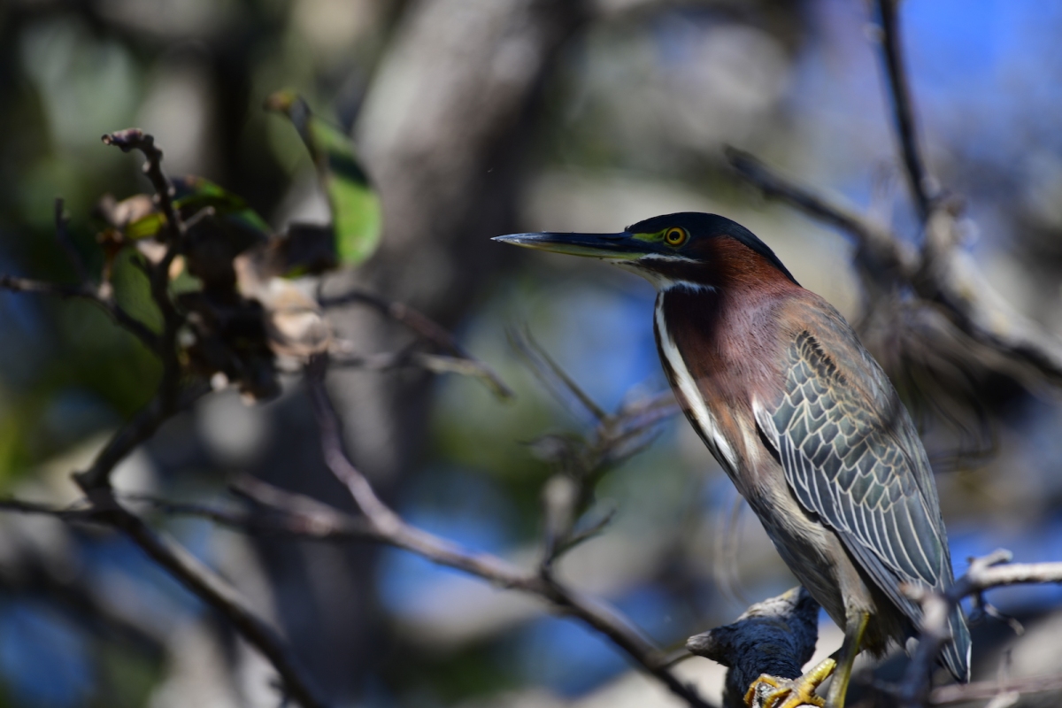 Green Heron