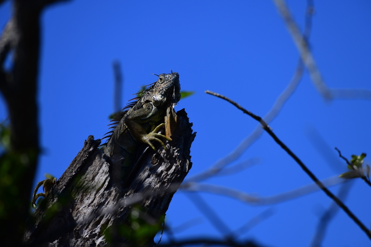 Green Iguana